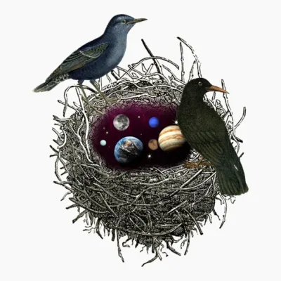 Birds Nest
