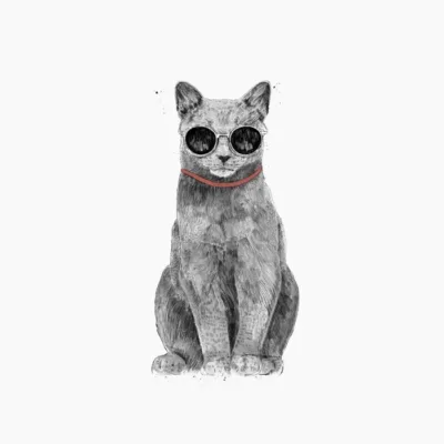 Summer Cat