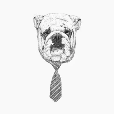 Cool dog