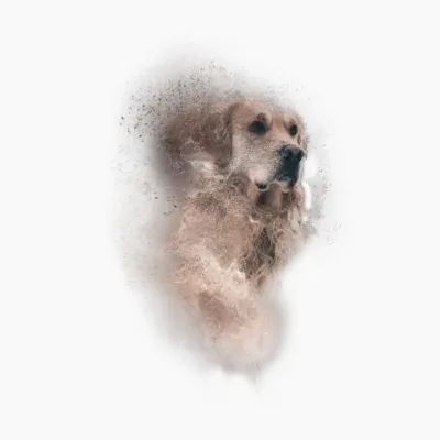 Beautiful Dog