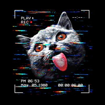Filming cat