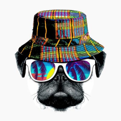 Cool pug