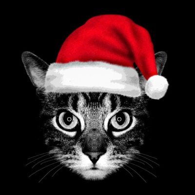 Holiday house cat