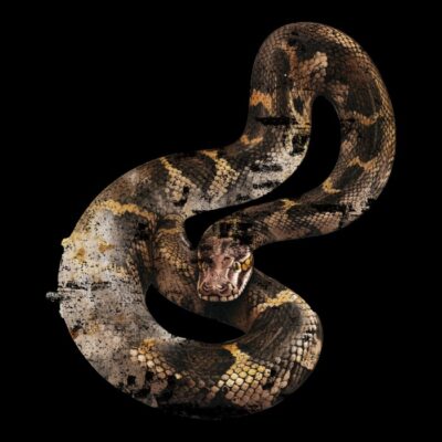 Grunge vintage snake