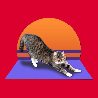 01 Retro Yoga Cat