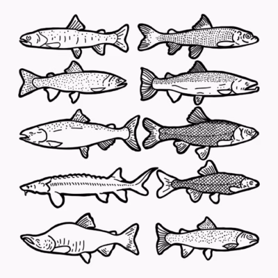Line Art Fishes